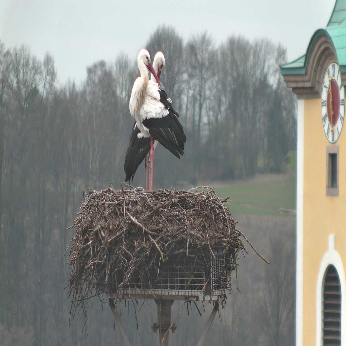 Leidersbach webcam
